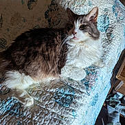 Bob is registered to the contest to win money with this photo: animal, architecture, blanket, building, cat, chair, couch, cushion, furniture, hardwood, homedecor, indoors, kitten, linen, livingroom, manx, pet, quilt, room, wood
