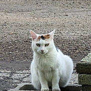 Calli is registered to the contest to win money with this photo: abyssinian, angora, animal, architecture, brick, building, cat, gravel, kitten, machine, manx, path, pet, road, rock, siamese, slate, soil, wall, wheel