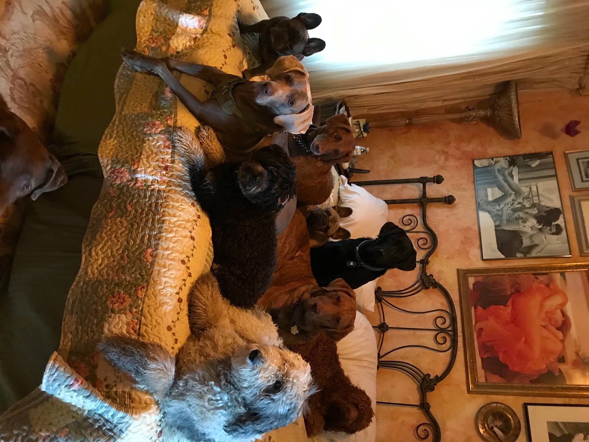 Darby joined the competition — help win amazing prizes! anthropology, art, ceiling, collection, fawn, felidae, fun, fur, hat, museum, picture_frame, room, sculpture, tail, terrestrial_animal, textile, tourist_attraction, visual_arts, wood, world