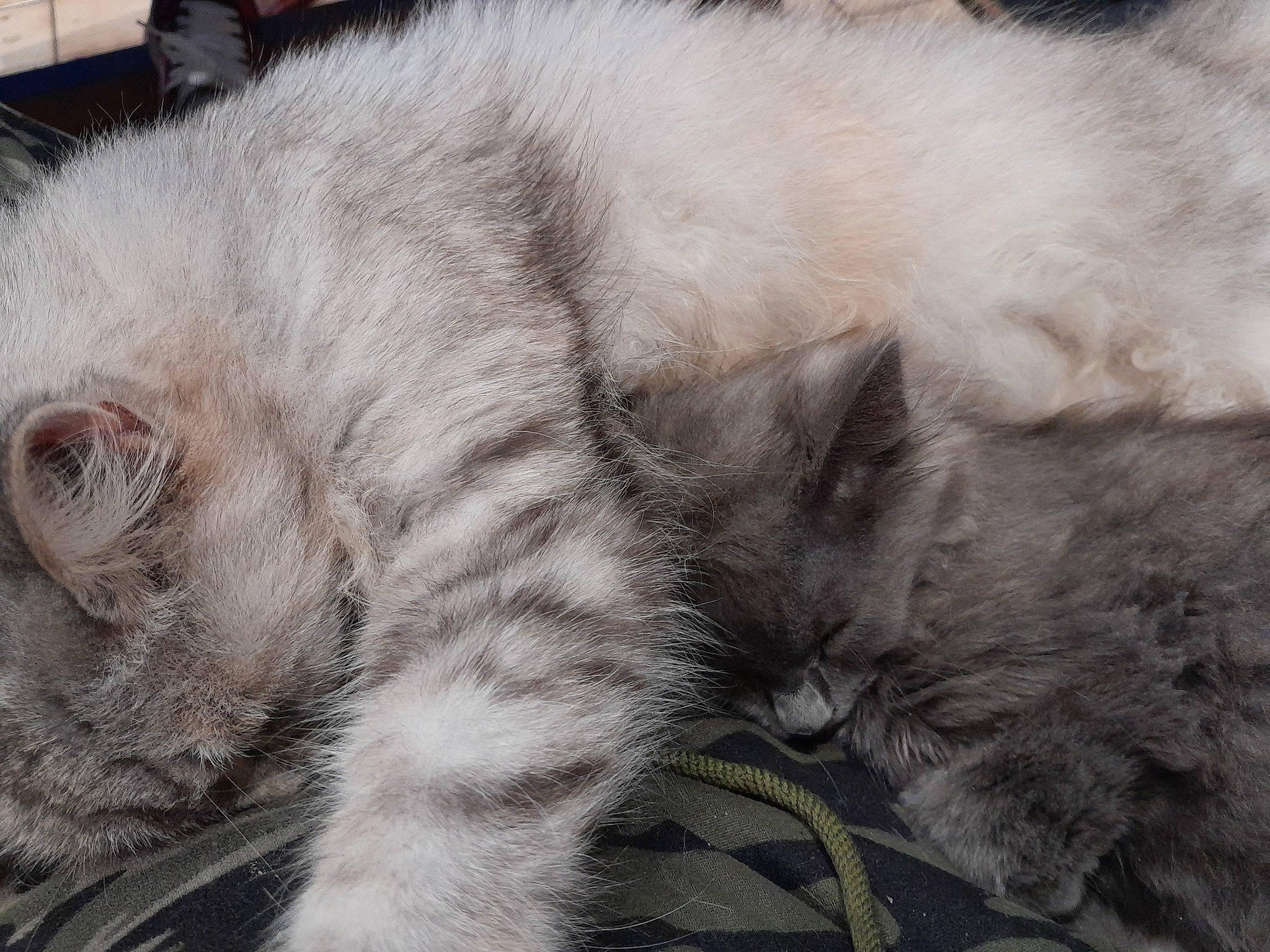 Calinou participe au concours pour gagner de l'argent avec cette photo : carnivore, cat, claw, domestic_short_haired_cat, felidae, fur, grey, nap, paw, sleep, small_to_medium_sized_cats, snout, tail, terrestrial_animal, whiskers