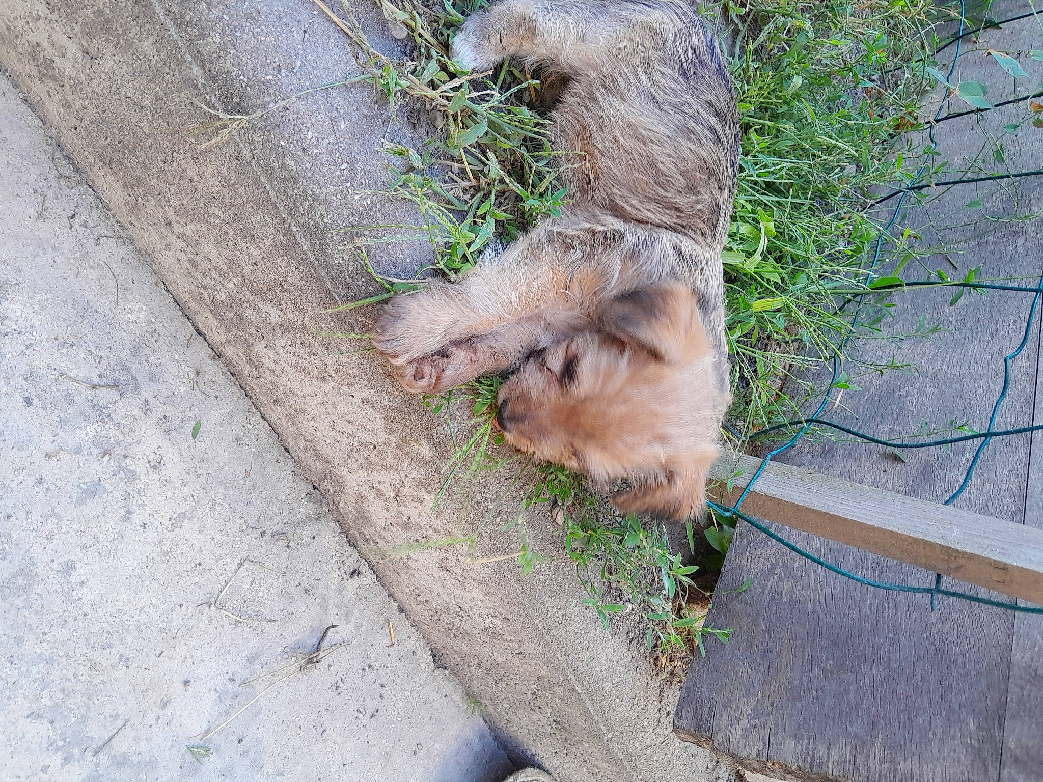 Pupuce Et Ses Bebe a rejoint le concours — aidez-le/la à gagner de superbes lots ! asphalt, claw, concrete, dog_breed, fawn, fur, grass, groundcover, plant, road_surface, sidewalk, snout, sporting_group, tail, terrestrial_animal, terrier, trunk, wildlife, wombat, wood