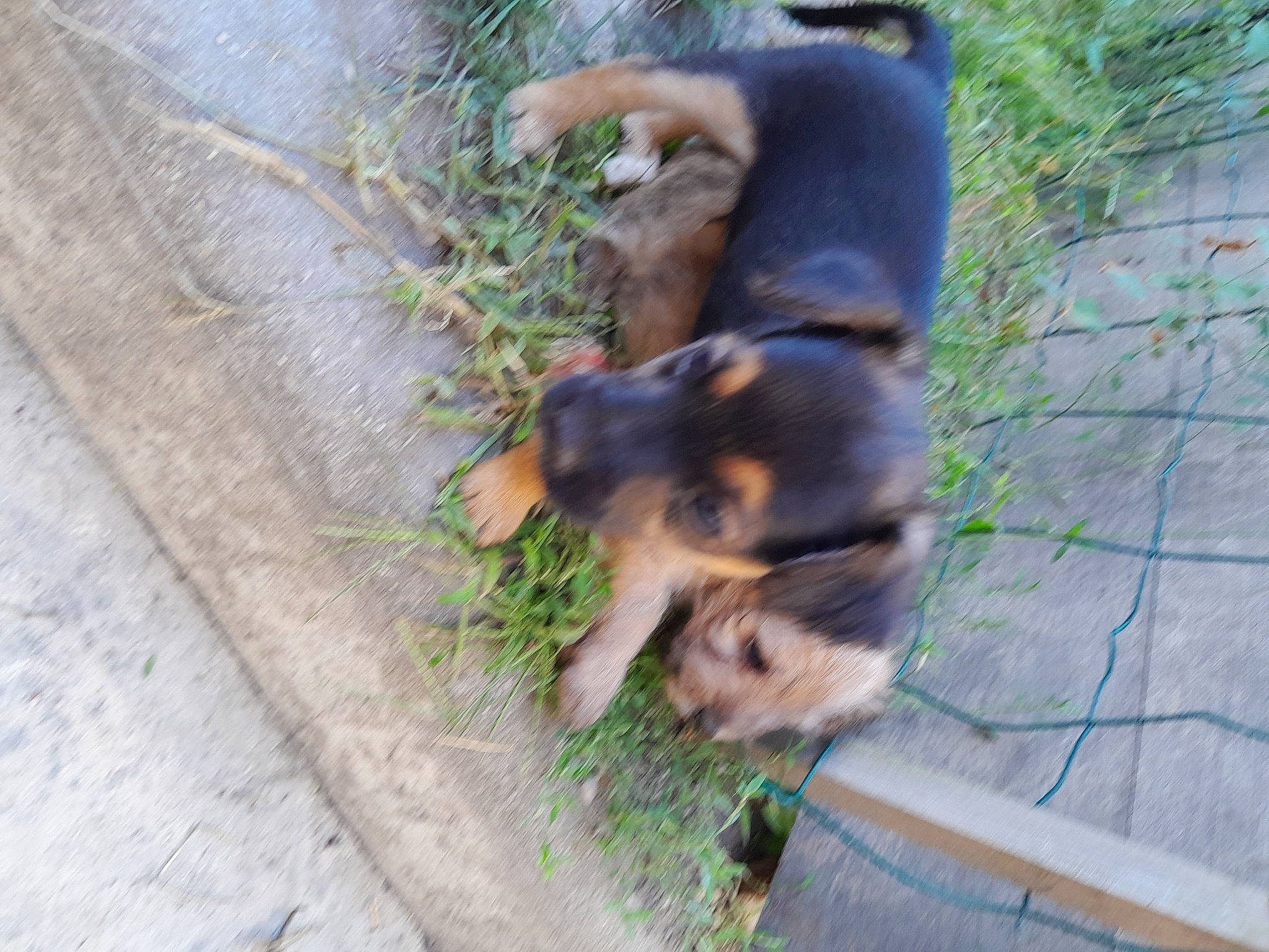 Pupuce Et Ses Bebe participe au concours pour gagner de l'argent avec cette photo : canidae, carnivore, companion_dog, dog, dog_breed, fawn, fence, fur, grass, paw, pet_supply, snout, sporting_group, tail, terrestrial_animal, working_dog