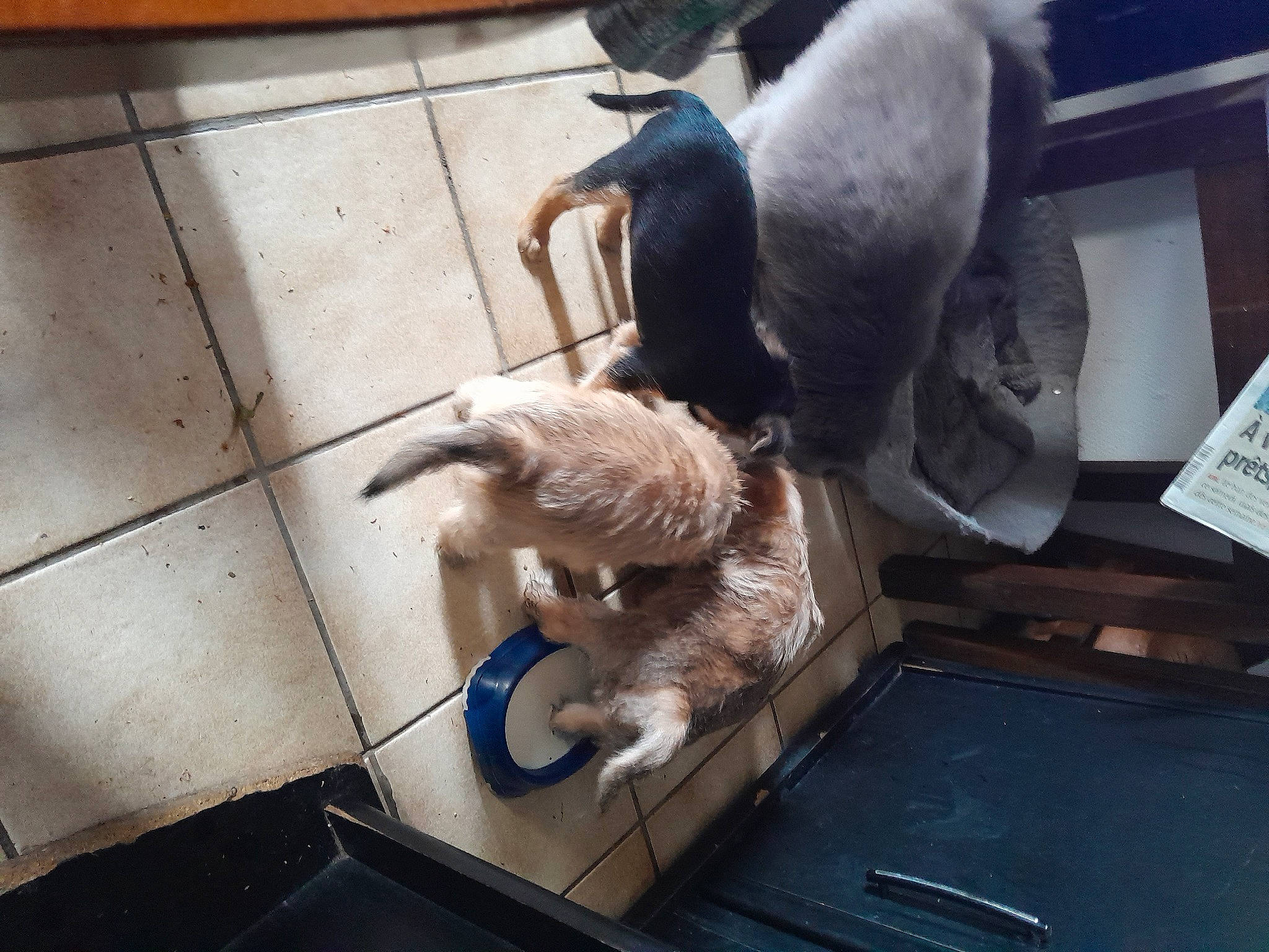 Pupuce Et Ses Bebe participe au concours pour gagner de l'argent avec cette photo : beak, canidae, claw, comfort, companion_dog, dog_breed, feather, felidae, flightless_bird, flooring, fur, hardwood, mammal, room, small_to_medium_sized_cats, tail, vertebrate, whiskers, wing, wood