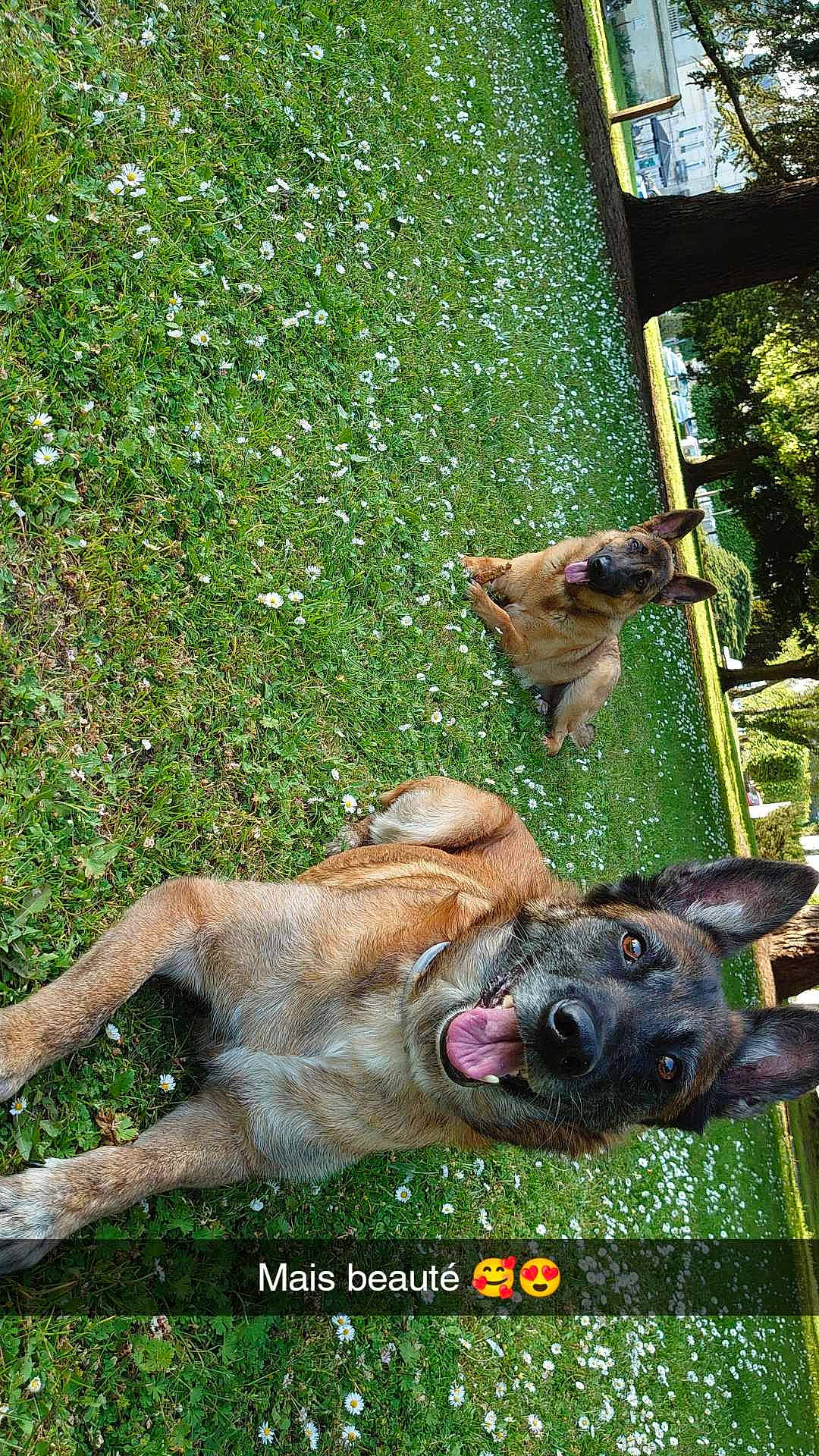 Tempête a rejoint le concours — aidez-le/la à gagner de superbes lots ! ancient_dog_breeds, canidae, carnivore, companion_dog, dog, dog_breed, fawn, grass, groundcover, guard_dog, plant, snout, sporting_group, tail, terrestrial_animal, tree, wildlife, working_animal