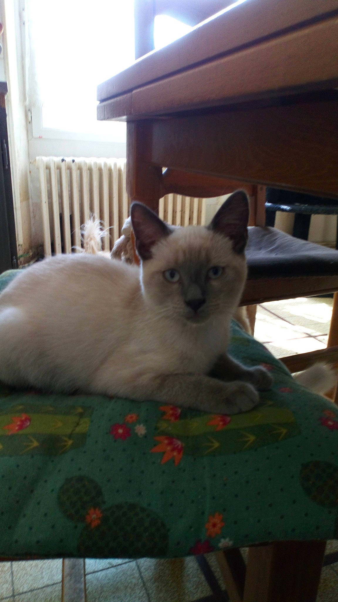 Flash participe au concours pour gagner de l'argent avec cette photo : asian, british_shorthair, burmese, burmilla, carnivore, cat, colorpoint_shorthair, fawn, felidae, kitten, mammal, ragdoll, siamese, small_to_medium_sized_cats, thai, tonkinese, vertebrate, whiskers