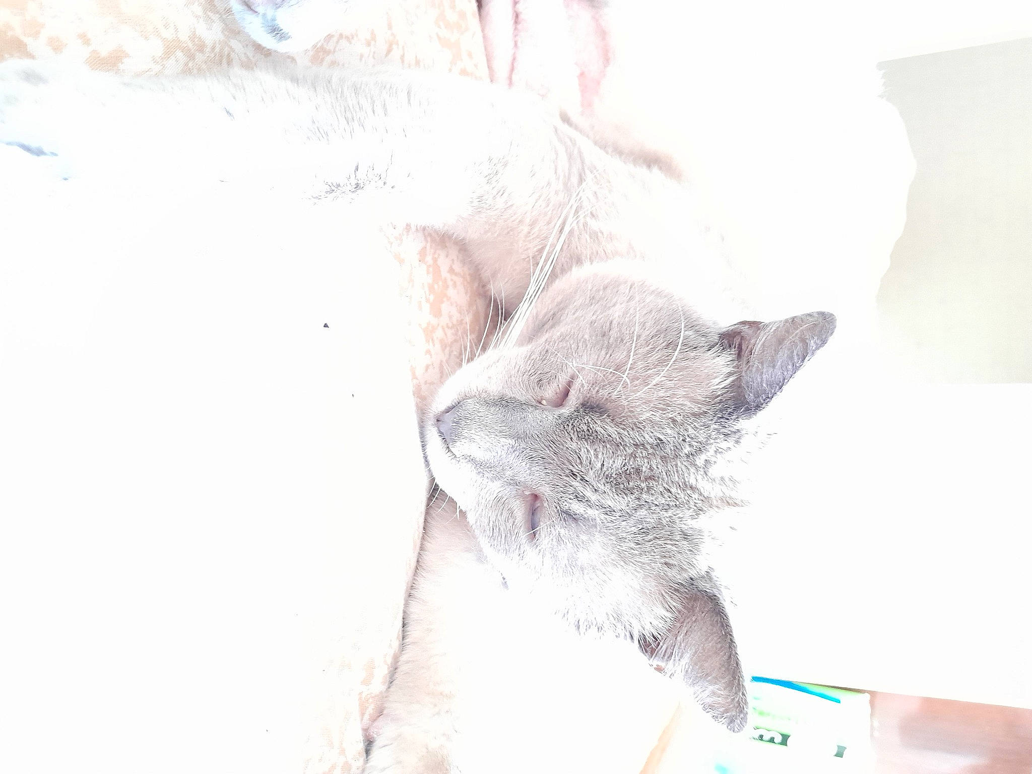 Flash a rejoint le concours — aidez-le/la à gagner de superbes lots ! carnivore, cat, claw, comfort, domestic_short_haired_cat, ear, eyelash, felidae, fur, gesture, grey, nap, paw, sleep, small_to_medium_sized_cats, tail, whiskers, window