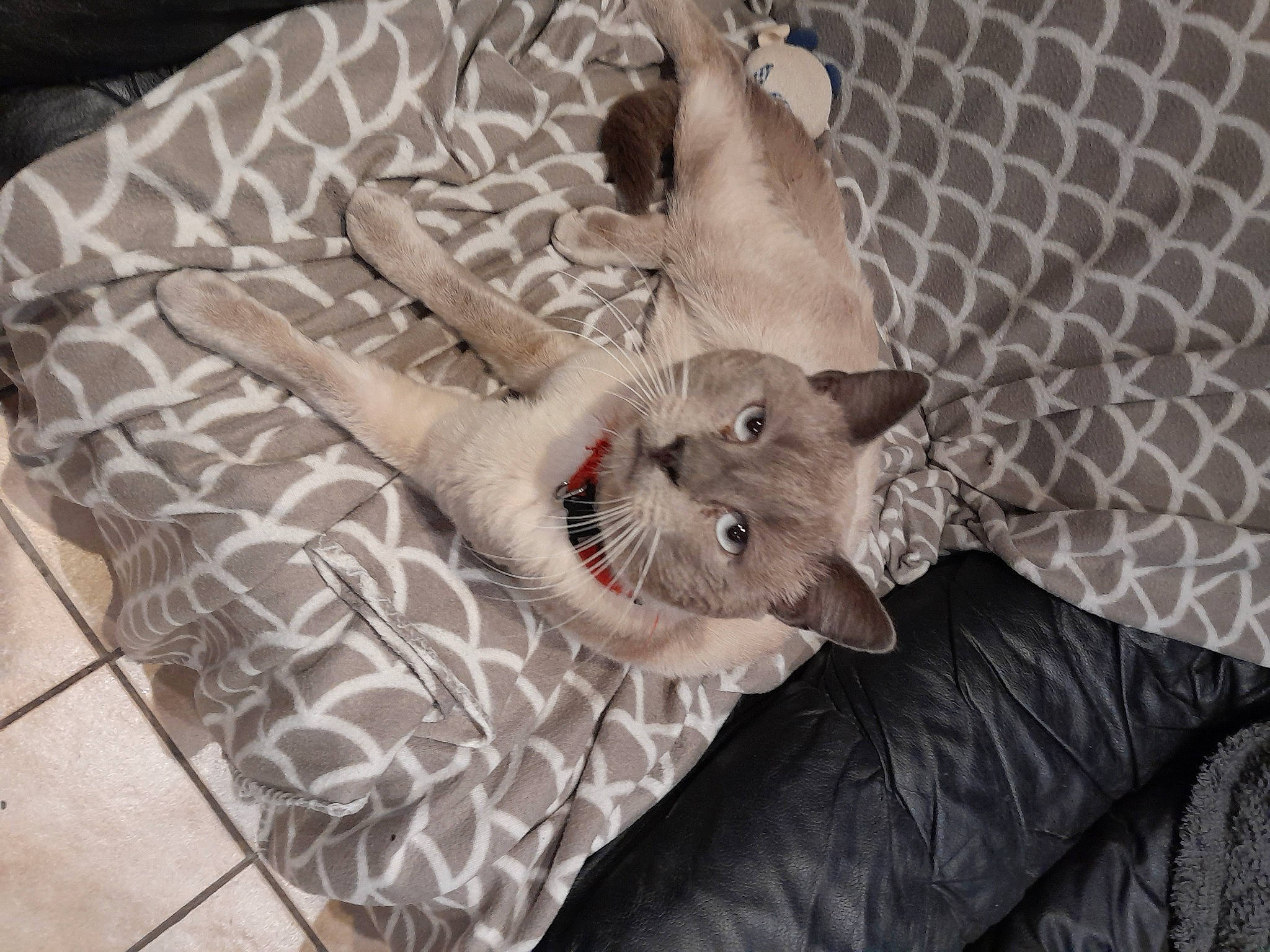 Flash participe au concours pour gagner de l'argent avec cette photo : canidae, carnivore, cat, cat_bed, comfort, companion_dog, couch, dog_breed, dog_supply, fawn, felidae, fur, grey, linens, pattern, room, small_to_medium_sized_cats, tail, textile, whiskers