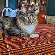 Theo is registered to the contest to win money with this photo: cat, tabby, indoor, tablecloth, orange, black, checkered, furniture, chair, cabinet, wooden, domestic_cat, pet, closeup, whiskers, fur, relaxed, portrait, yellow_eyes, home
