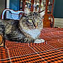 cat, tabby, indoor, tablecloth, orange, black, checkered, furniture, chair, cabinet, wooden, domestic_cat, pet, closeup, whiskers, fur, relaxed, portrait, yellow_eyes, home