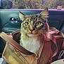 Theo is registered to the contest to win money with this photo: cat, tabby_cat, pet_carrier, car_interior, seat, window, greenery, trees, zipper, fabric, curious, animal, pet, whiskers, ears, eyes, transport, travel, indoor, closeup