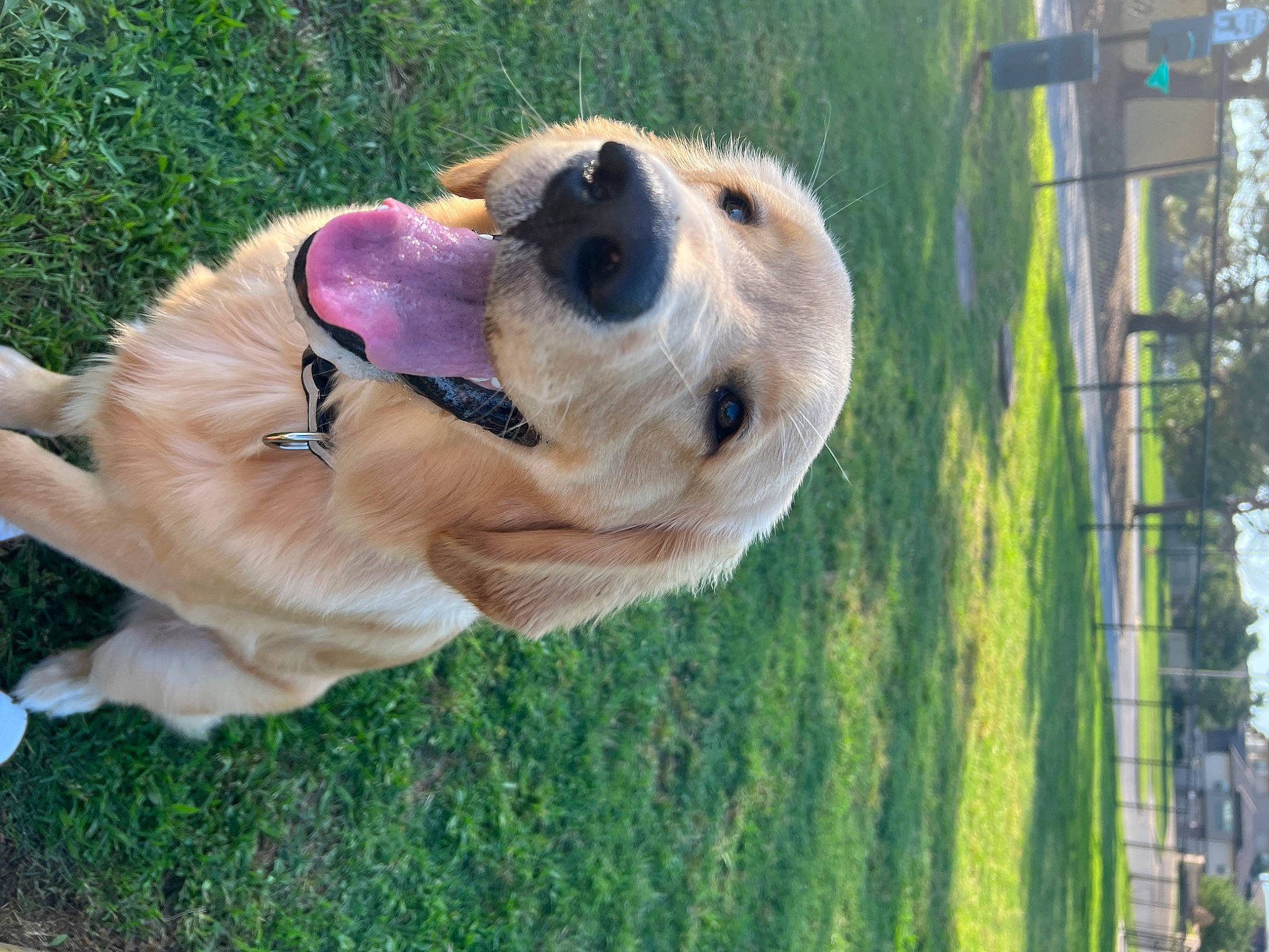 Franky joined the competition — help win amazing prizes! carnivore, collar, companion_dog, dog, dog_breed, dog_collar, dog_supply, fawn, grass, gun_dog, liver, pet_supply, plant, retriever, snout, sporting_group, tree, whiskers, wood, working_animal