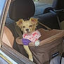 Princess joined the competition — help win amazing prizes! dog, small_dog, car, car_seat, pet_seat, harness, purple_shirt, window, seatbelt, pet_safe, interior, animal, cute, relaxed, looking_out, sunlight, vehicle, seat, brown, fabric