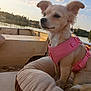 dog, small_dog, pink_harness, dog_bed, boat, lake, water, trees, sky, clouds, outdoor, pet, animal, nature, sunset, calm, relaxing, daytime, furry, cute