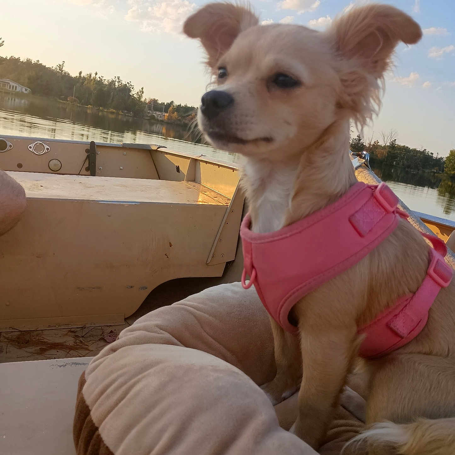 Princess is registered to the contest to win money with this photo: animal, boat, calm, clouds, cute, daytime, dog, dog_bed, furry, lake, nature, outdoor, pet, pink_harness, relaxing, sky, small_dog, sunset, trees, water