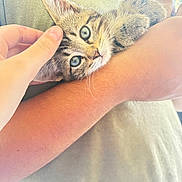 Lucas El Santo joined the competition — help win amazing prizes! arm, blue_eyes, casual_clothing, cat, close_up, comfort, cuddle, cute, domestic_cat, furry, gentle_touch, human_hand, indoor, kitten, person, petting, relaxation, soft_light, striped_fur, young_animal