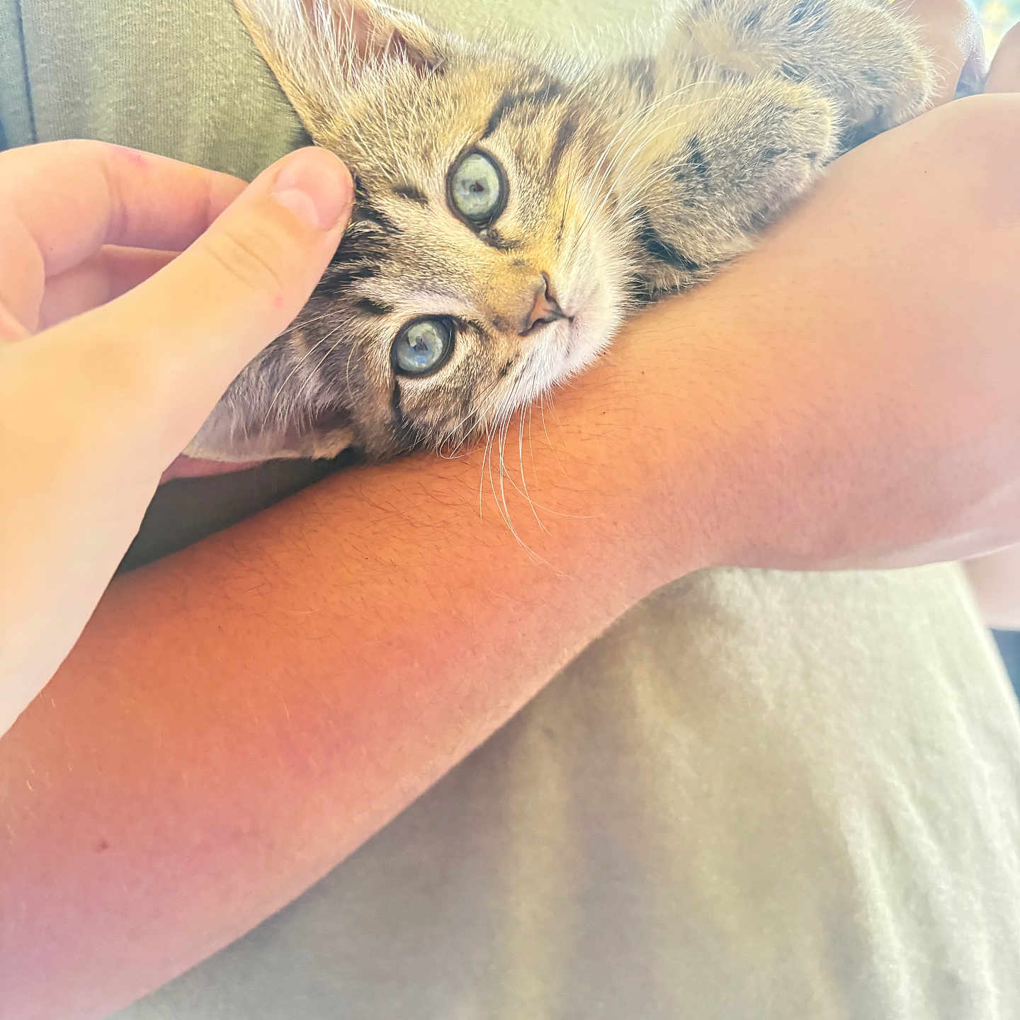 Lucas El Santo joined the competition — help win amazing prizes! arm, blue_eyes, casual_clothing, cat, close_up, comfort, cuddle, cute, domestic_cat, furry, gentle_touch, human_hand, indoor, kitten, person, petting, relaxation, soft_light, striped_fur, young_animal