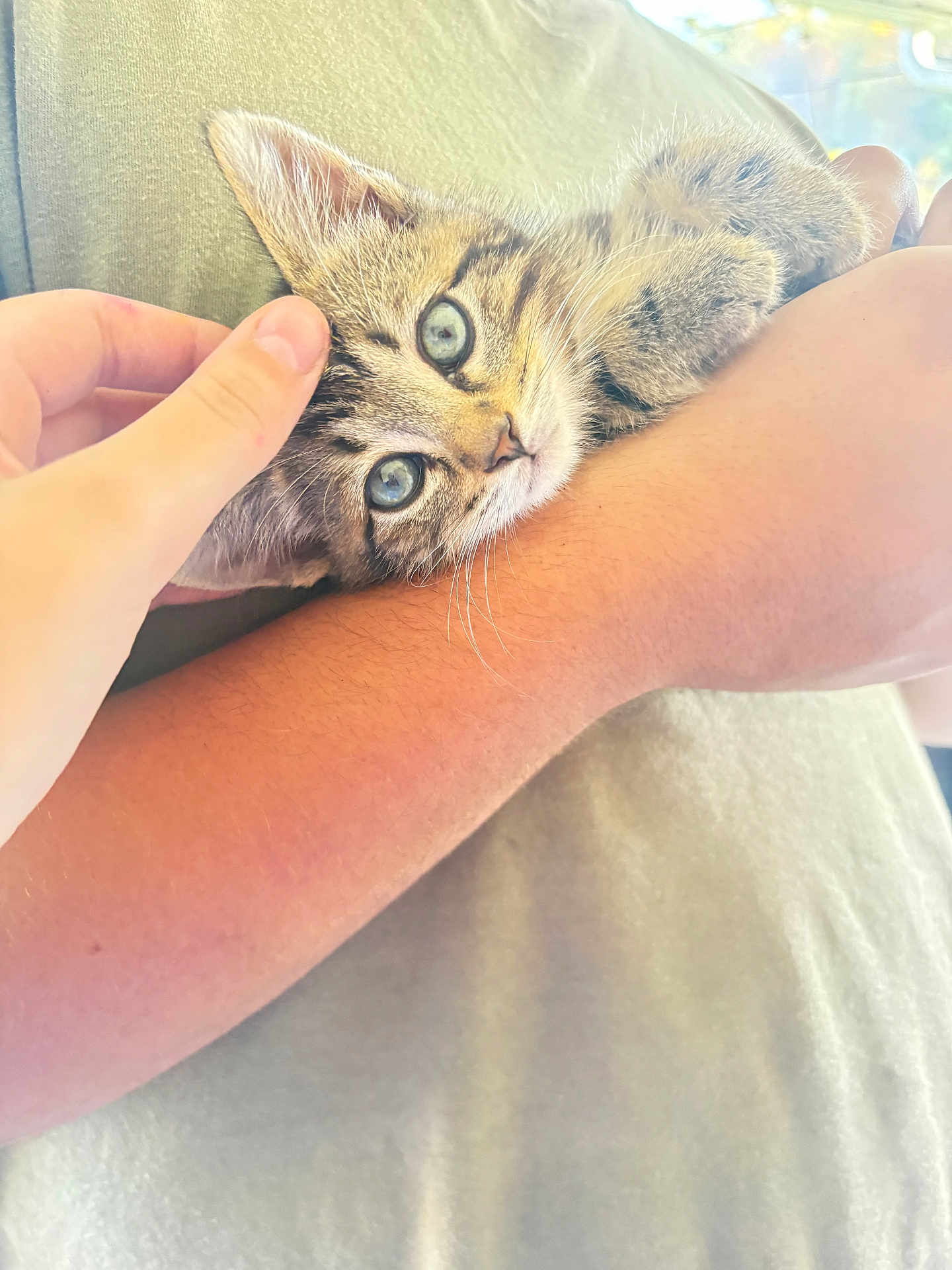 Lucas El Santo joined the competition — help win amazing prizes! arm, blue_eyes, casual_clothing, cat, close_up, comfort, cuddle, cute, domestic_cat, furry, gentle_touch, human_hand, indoor, kitten, person, petting, relaxation, soft_light, striped_fur, young_animal