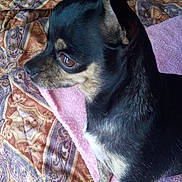 Baby Girl joined the competition — help win amazing prizes! alert, animal, bedspread, black_and_tan, blanket, chihuahua, companion, cozy, cute, dog, domestic_animal, ears, fur, fur_texture, indoor, looking_sideways, paw, pet, resting_place, small_dog