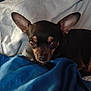 Baby Girl joined the competition — help win amazing prizes! animal, bed, blanket, chihuahua, closeup, comfort, companion, cozy, cute, dog, ears, fabric, face, fur, indoor, looking, pet, resting, sleepy, small_dog