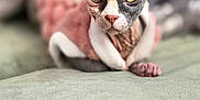 Frania is registered to the contest to win money with this photo: sphynx_cat, cat, pet, animal, close_up, indoor, soft_texture, pink_sweater, green_surface, large_ears, hairless_cat, relaxed, portrait, feline, cute, domestic_animal, whiskers, curious_eyes, cozy, resting