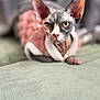 animal, cat, close_up, cozy, curious_eyes, cute, domestic_animal, feline, green_surface, hairless_cat, indoor, large_ears, pet, pink_sweater, portrait, relaxed, resting, soft_texture, sphynx_cat, whiskers