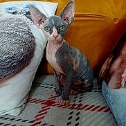 Frania is registered to the contest to win money with this photo: sphynx_cat, cat, pet, indoor, blanket, pillow, orange_pillow, patterned_blanket, feline, curious, ears, green_eyes, hairless_cat, cozy, domestic_animal, animal, sitting, cute, companion, resting