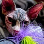 Frania is registered to the contest to win money with this photo: sphynx_cat, cat, pet, feathers, colorful, close_up, animal, indoor, toy, playful, texture, wrinkled_skin, ears, face, focus, soft_background, purple, green, blue, intense_gaze