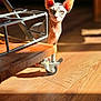 Frania joined the competition — help win amazing prizes! sphynx_cat, cat, hairless_cat, pet, indoor, wooden_floor, sunlight, shadow, furniture, metal_frame, curious, animal, domestic_cat, ears, face, looking, flooring, home, natural_light, closeup