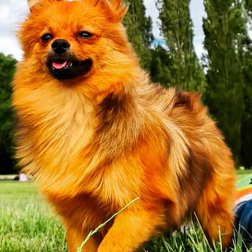 Rio a rejoint le concours — aidez-le/la à gagner de superbes lots ! animal, canine, cute, daylight, dog, fluffy, fur, grass, greenery, happy, mammal, nature, outdoors, park, pet, playful, small_dog, standing, tongue, tree