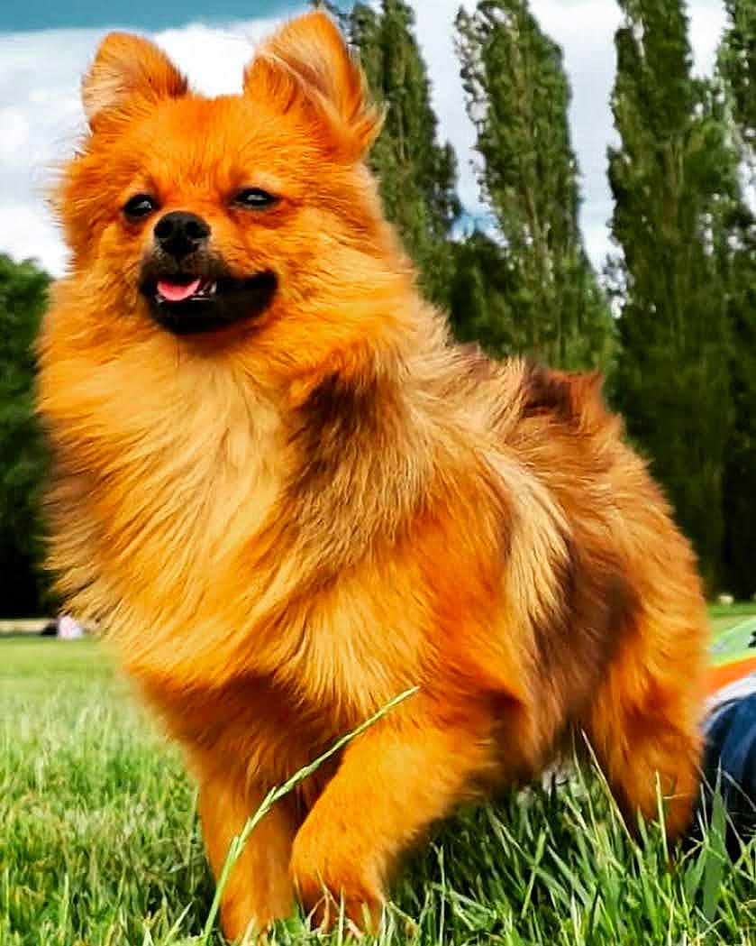 Rio a rejoint le concours — aidez-le/la à gagner de superbes lots ! dog, canine, fluffy, grass, outdoors, park, nature, tree, greenery, happy, pet, animal, fur, tongue, small_dog, standing, daylight, mammal, cute, playful