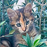 Suzi participe au concours pour gagner de l'argent avec cette photo : animal, cat, closeup, curious, cute, ears, eyes, fur, greenery, kitten, leaves, mammal, nature, outdoor, pet, plants, portrait, whiskers, wildlife, young