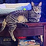 animal, book, cat, collar, curtain, domestic_cat, feline, foot, fur, household, indoor, looking, pet_bed, relaxed, resting, side_table, striped, tabby_cat, whiskers, wooden_table