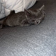 Filou participe au concours pour gagner de l'argent avec cette photo : kitten, sleeping, gray_fur, pet, cozy, blanket, comforter, indoor, resting, cute, small, animal, feline, nap, soft, fur, young, peaceful, domestic, bed