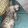 Ninette participe au concours pour gagner de l'argent avec cette photo : kitten, cat, sleeping, blanket, pillow, indoor, cozy, tabby, fur, pet, relaxed, cute, animal, resting, small_paws, tail, soft, home, domestic_cat, feline