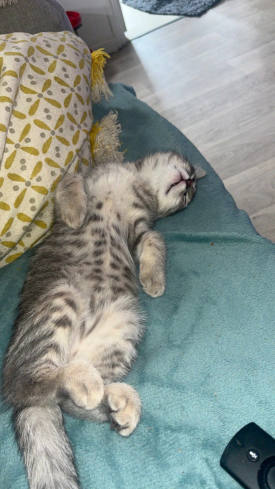 Ninette participe au concours pour gagner de l'argent avec cette photo : kitten, cat, sleeping, blanket, pillow, indoor, cozy, tabby, fur, pet, relaxed, cute, animal, resting, small_paws, tail, soft, home, domestic_cat, feline