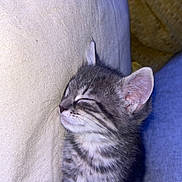 Ninette participe au concours pour gagner de l'argent avec cette photo : kitten, cat, sleeping, tabby, fur, pet, animal, closeup, cushion, resting, cute, whiskers, ears, indoor, cozy, soft, young, peaceful, feline, nap