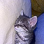 kitten, cat, sleeping, tabby, fur, pet, animal, closeup, cushion, resting, cute, whiskers, ears, indoor, cozy, soft, young, peaceful, feline, nap