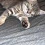 kitten, cat, sleeping, paw, gray, tabby, bed, bedding, indoor, cozy, fur, pet, resting, cute, animal, whiskers, soft, closeup, young, relaxing