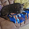 animal, black_dog, blanket, canine, comfort, couch, dog, domestic_animal, floor, fur, home, indoor, laying_down, living_room, looking, pet, pillow, relaxing, resting, tile_floor