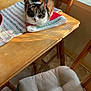 cat, calico, table, wooden_table, christmas, holiday, indoor, chair, cushion, decor, figurines, pet, animal, feline, green_eyes, striped, cozy, warm_light, home, resting