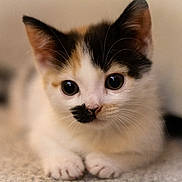 Annie is registered to the contest to win money with this photo: kitten, cat, close_up, animal, pet, cute, fur, whiskers, eyes, face, nose, young, indoor, carpet, soft, portrait, mammal, small, feline, curious