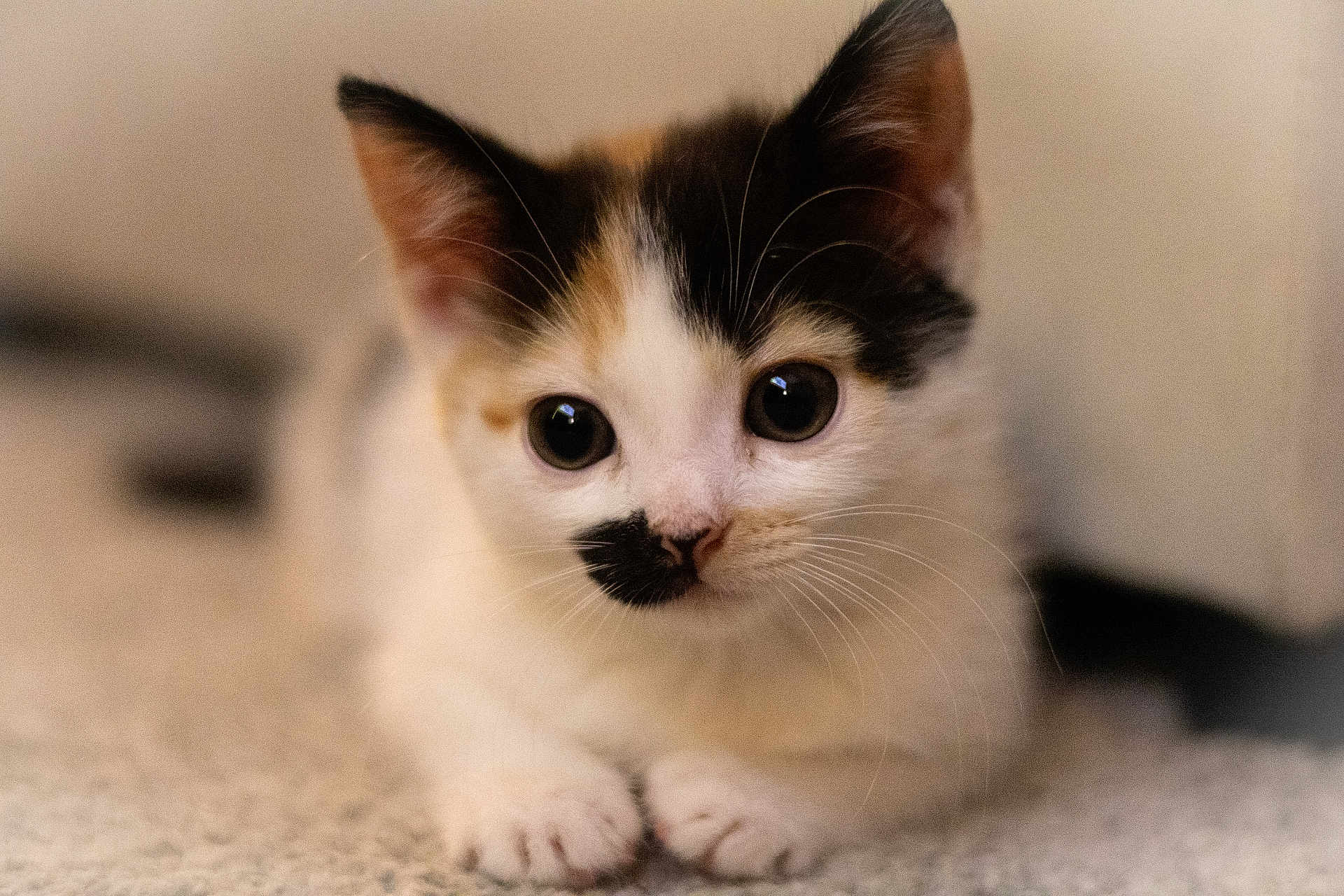 Annie is registered to the contest to win money with this photo: kitten, cat, close_up, animal, pet, cute, fur, whiskers, eyes, face, nose, young, indoor, carpet, soft, portrait, mammal, small, feline, curious