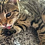 Ruby is registered to the contest to win money with this photo: animal, blanket, cat, close_up, cozy, cute, feline, fur, indoor, kitten, licking, paw, pet, resting, soft, striped, tabby, texture, whiskers, young