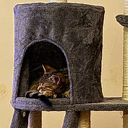 Ruby is registered to the contest to win money with this photo: animal, cat, cat_condo, comfortable, cozy, cute, feline, fur, home, indoor, peaceful, pet, plush, quiet, relaxed, resting, scratching_post, sleeping, tabby, tail