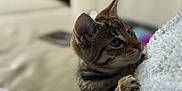 Ruby is registered to the contest to win money with this photo: animal, blanket, cat, claw, closeup, couch, cozy, curious, ears, feline, indoor, kitten, paws, pet, side_view, soft, tabby, texture, whiskers, young
