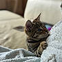 animal, blanket, cat, claw, closeup, couch, cozy, curious, ears, feline, indoor, kitten, paws, pet, side_view, soft, tabby, texture, whiskers, young