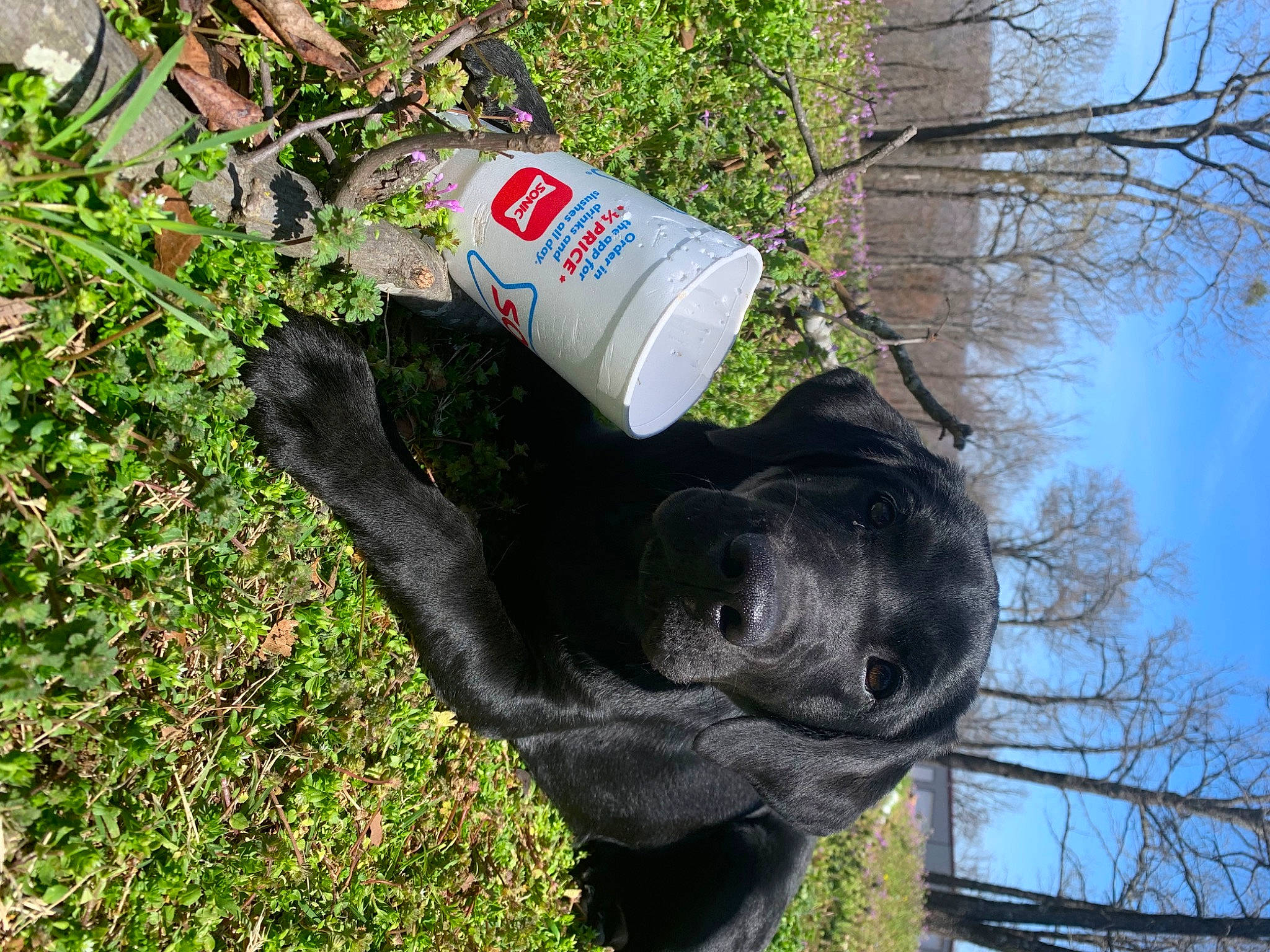 Timber joined the competition — help win amazing prizes! art, bottle, canidae, dog, dog_breed, gesture, grass, groundcover, plant, plastic_bottle, sculpture, sky, soil, sporting_group, statue, terrestrial_animal, tree, trunk, twig, water