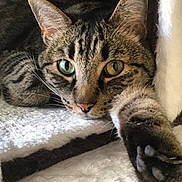 Bags joined the competition — help win amazing prizes! animal, blanket, cat, close_up, cute, ears, face, feline, fur, heterochromia, indoor, lying_down, paw, pet, relaxed, resting, soft_texture, striped, tabby, whiskers