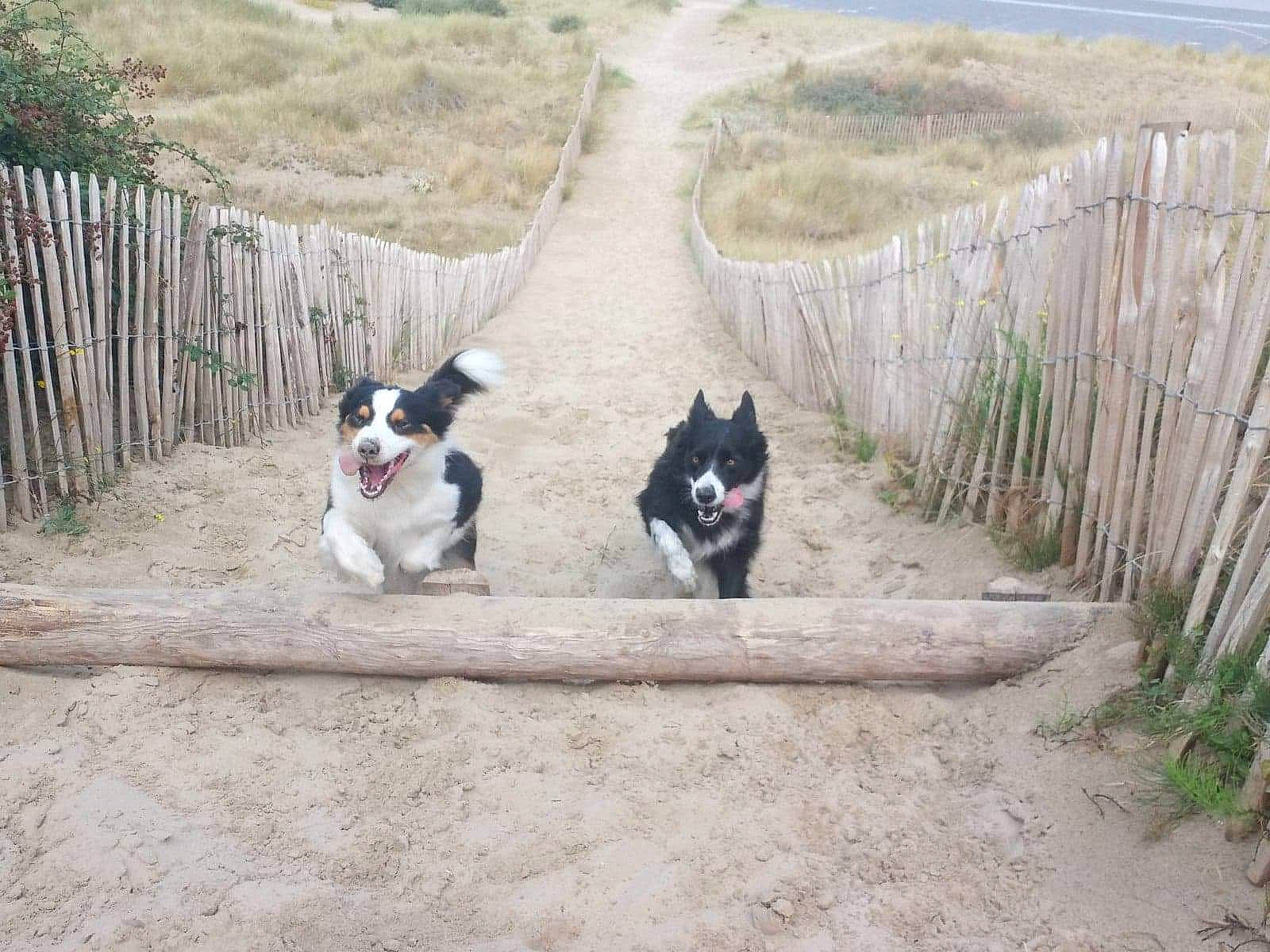 Rubis a rejoint le concours — aidez-le/la à gagner de superbes lots ! canidae, carnivore, companion_dog, dog, dog_breed, felidae, fence, grass, herding_dog, home_fencing, landscape, leash, pet_supply, plant, recreation, sled_dog, small_to_medium_sized_cats, sporting_group, tail, walkway