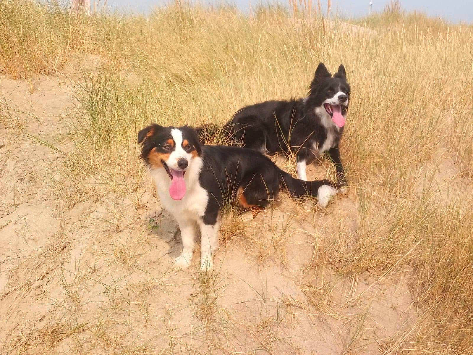 Rubis a rejoint le concours — aidez-le/la à gagner de superbes lots ! canidae, carnivore, companion_dog, dog, dog_breed, grass, gun_dog, herding_dog, hunting_dog, recreation, sporting_group, tail, working_animal, working_dog